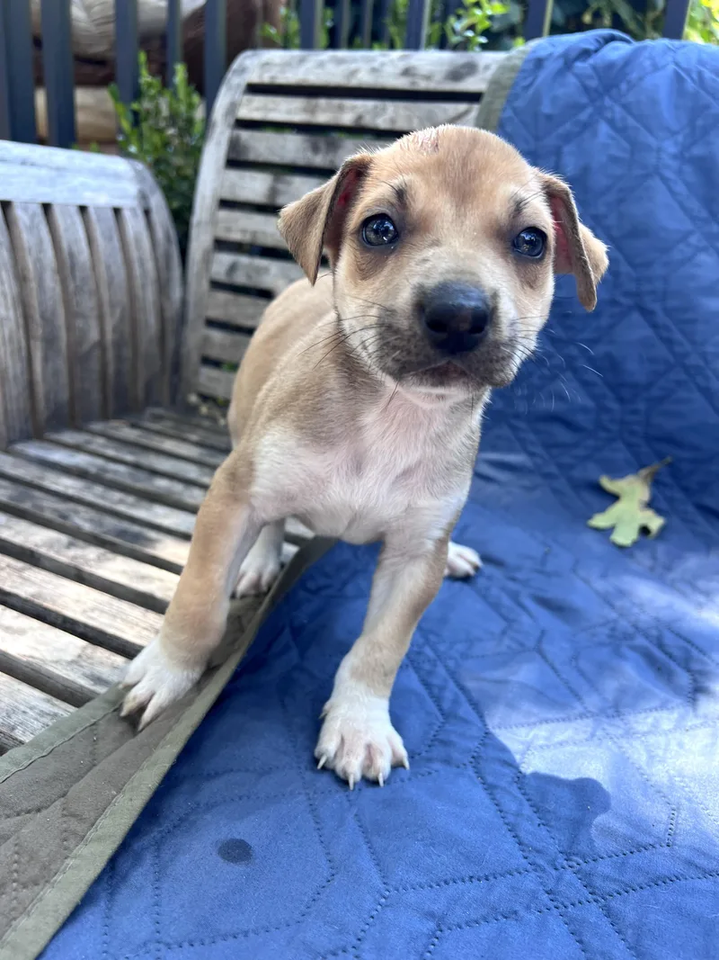 A baby medium-sized female Terrier dog named Esther for adoption in Redwood City, CA