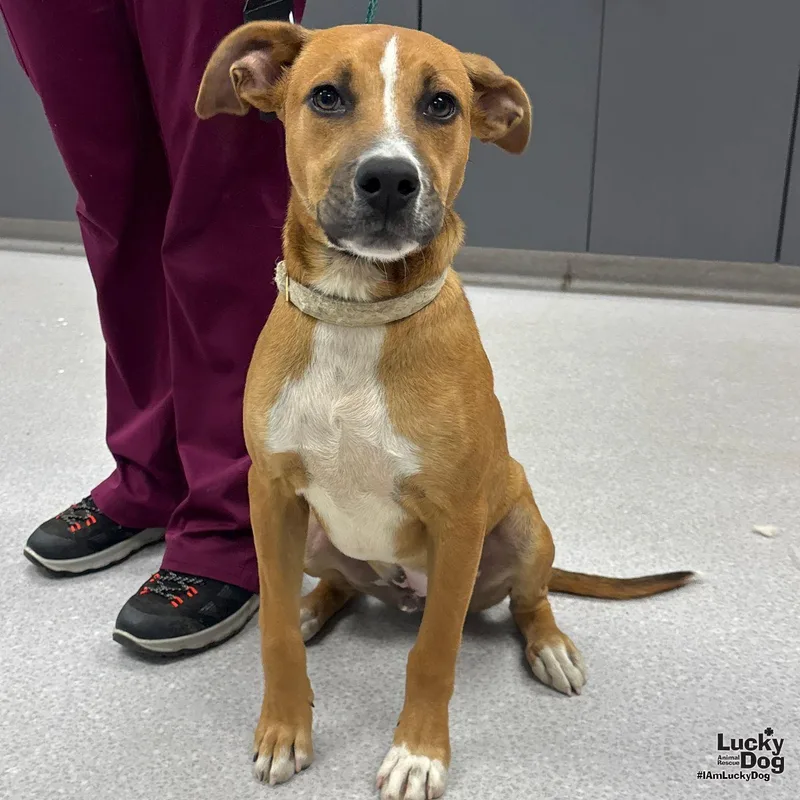 A baby large-sized male Labrador Retriever dog named Scooby for adoption in Washington, DC