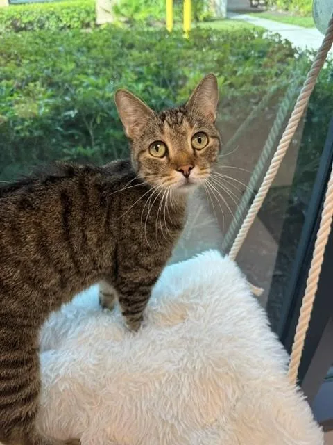 A young medium-sized male Domestic Short Hair cat named Pickles for adoption in Naples, FL