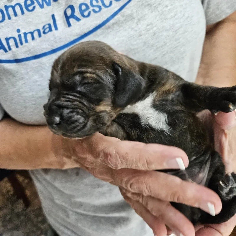 Rebecca Pup Bianca