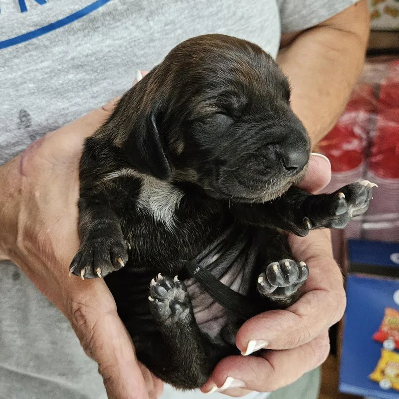 Rebecca Pup  Bianca thumbnail 2