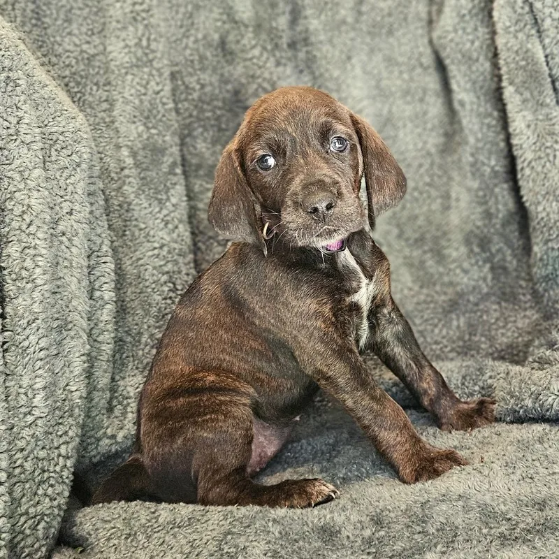 Rebecca Pup  Bianca thumbnail 3