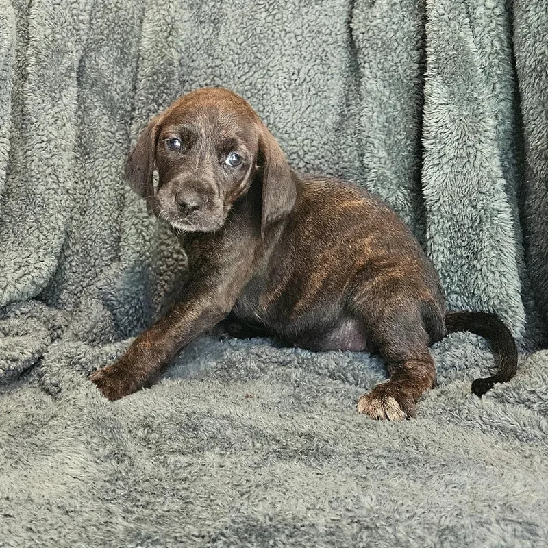 Rebecca Pup  Bianca thumbnail 4