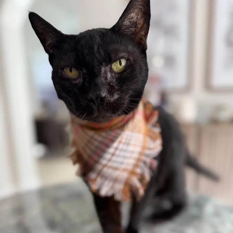 A senior large-sized female Black Domestic Short Hair cat named Martina for adoption in Miami, FL