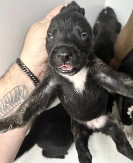 A baby small-sized female Pit Bull Terrier dog named Starly for adoption in Houston, TX