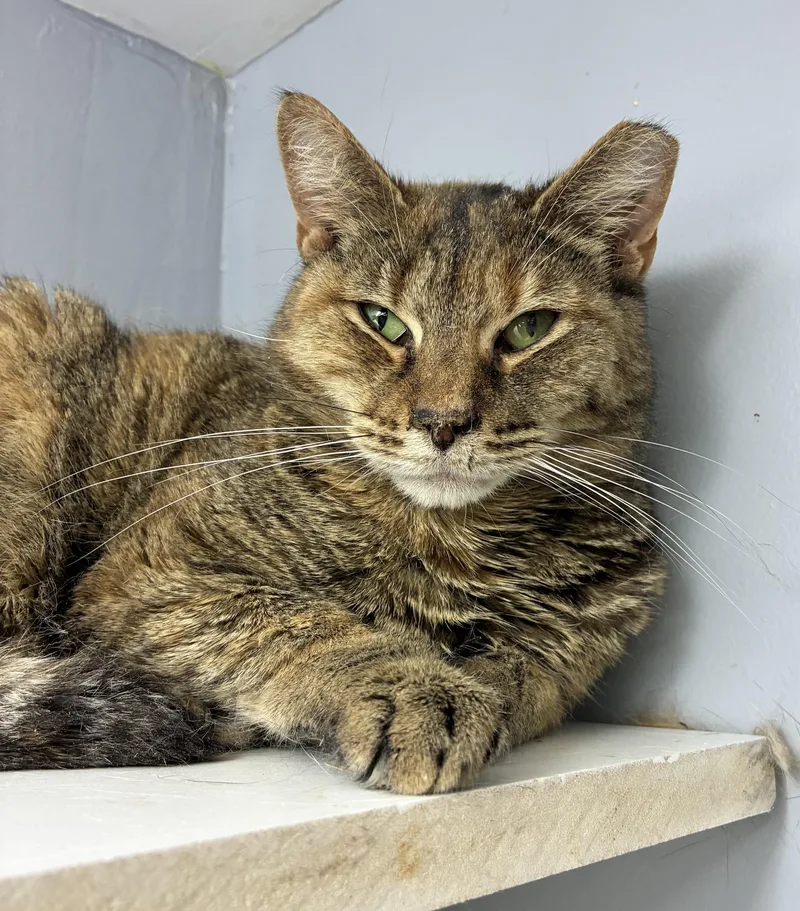 An adult medium-sized female Tabby (Tiger Striped) Domestic Short Hair cat named Claire Annette for adoption in Breinigsville, PA