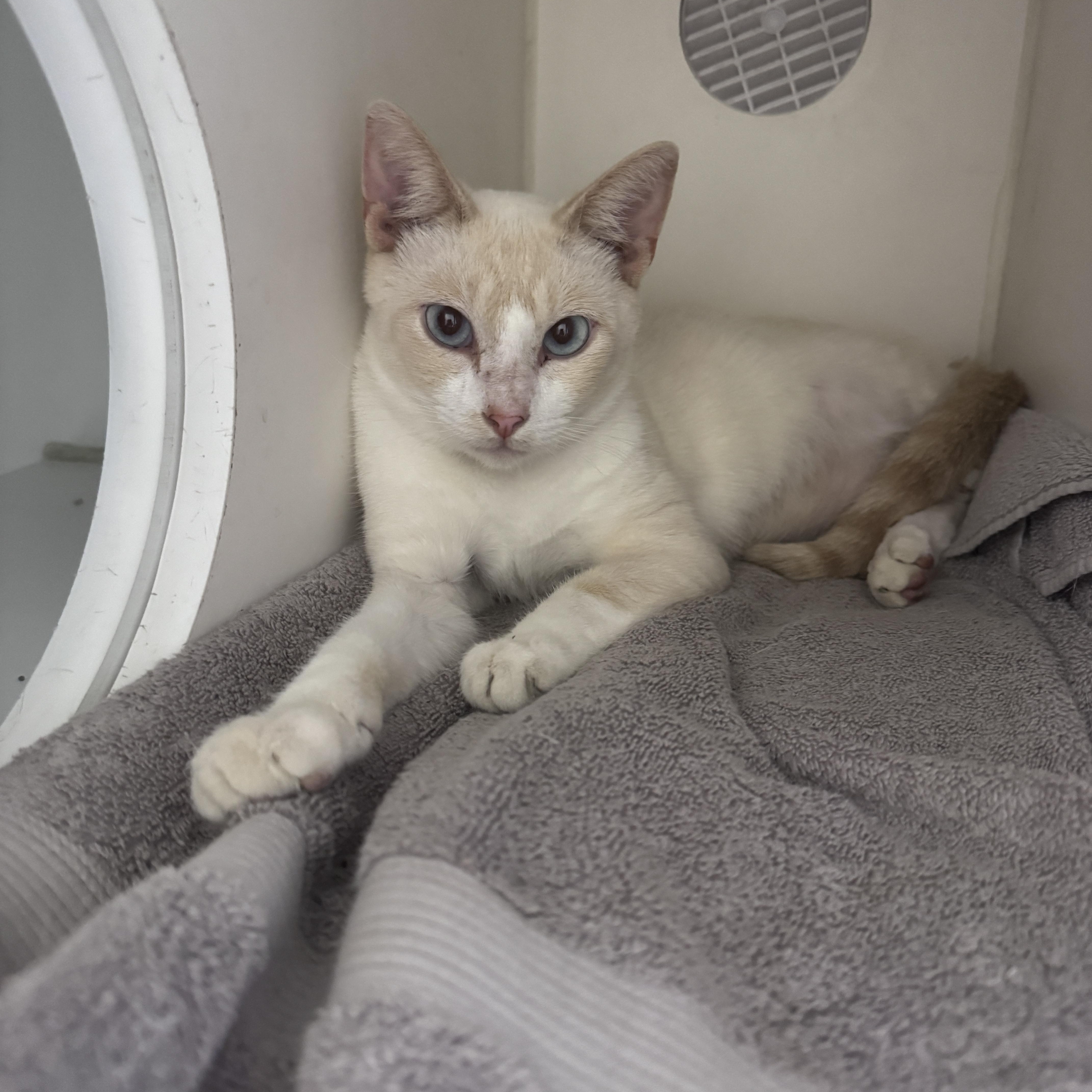 A young medium-sized female Cream / Ivory Siamese cat named Lemon for adoption in Gainesville, FL