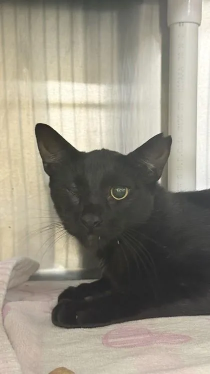 A senior large-sized male Domestic Short Hair cat named Monkey for adoption in Honolulu, HI