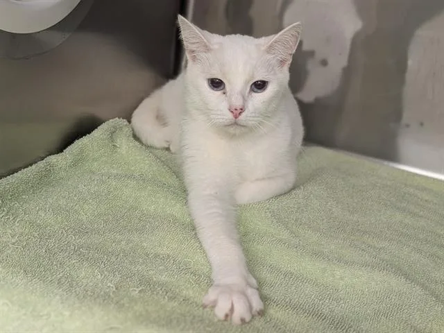 An adult small-sized female Domestic Short Hair cat named Bella for adoption in Moreno Valley, CA