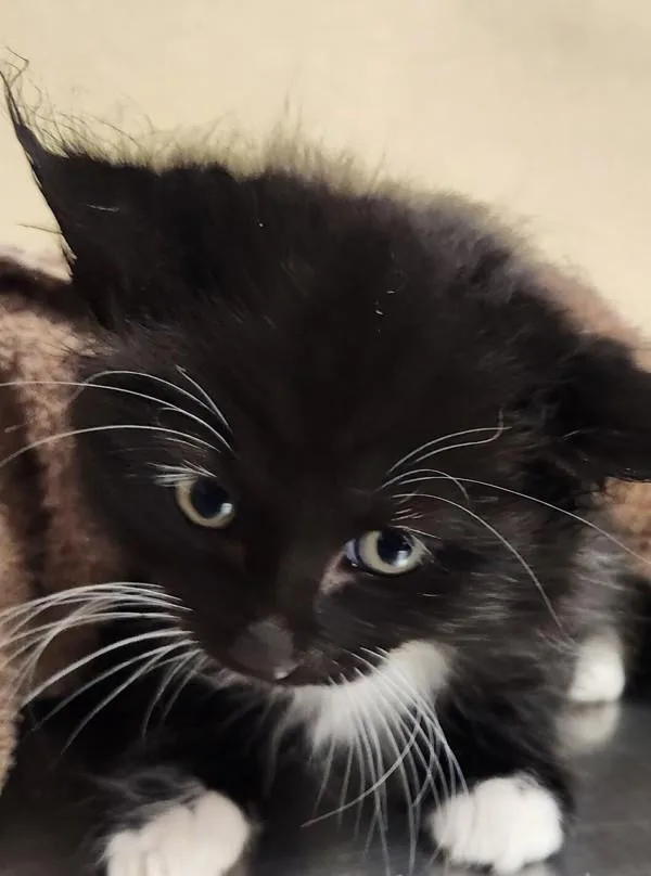 A baby small-sized male Domestic Medium Hair cat named Brendan for adoption in Vancouver, WA