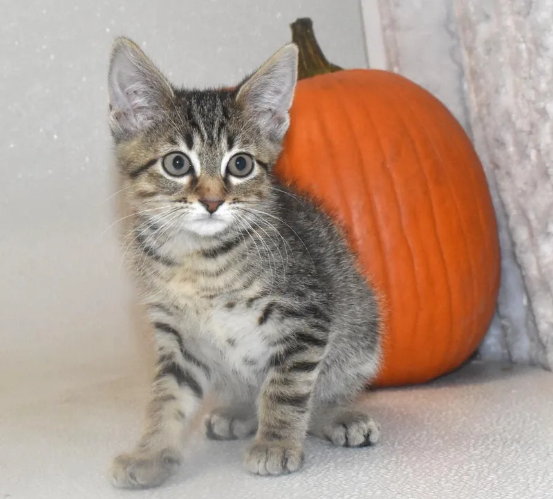 A baby large-sized male Domestic Short Hair cat named Phantom for adoption in Springfield, OH