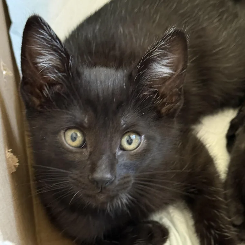 A baby small-sized male Black Domestic Short Hair cat named Ziggy Stardust for adoption in Fresno, CA