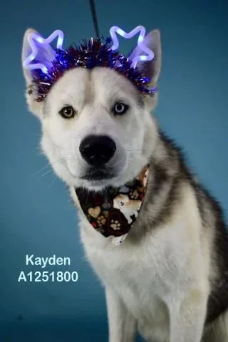 An adult large-sized male Siberian Husky dog named Kayden for adoption in Bakersfield, CA