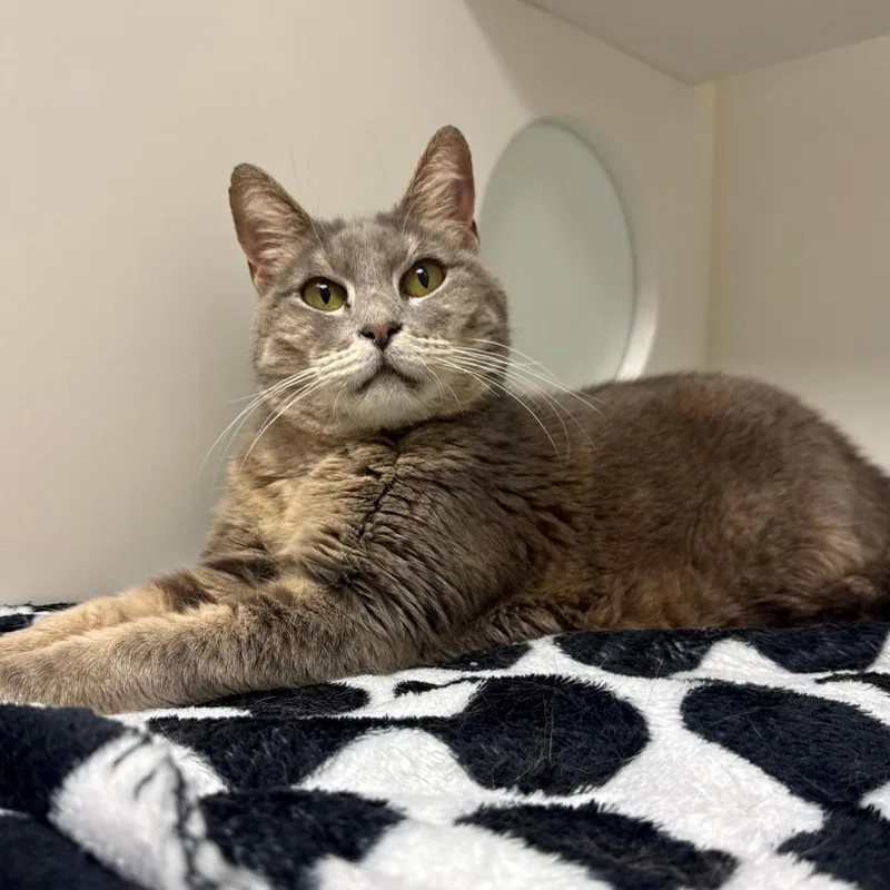A senior medium-sized female Domestic Short Hair cat named Ceasar for adoption in Springfield, MO