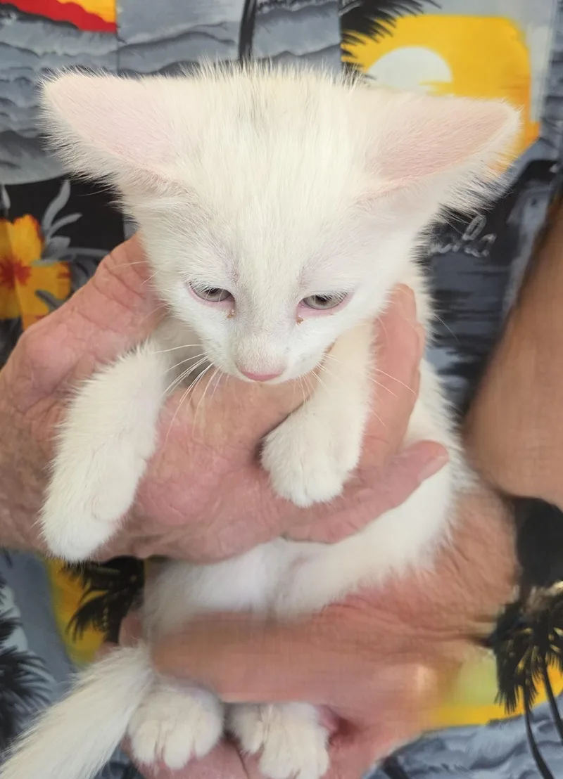 A young medium-sized male White Domestic Medium Hair cat named Ditto for adoption in Mesquite, NV