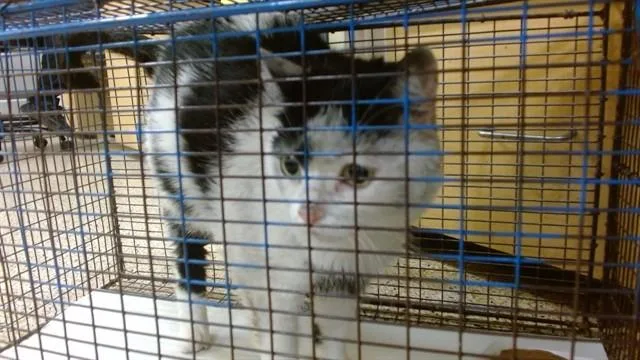 An adult small-sized female Domestic Short Hair cat named Coco for adoption in Miami, FL