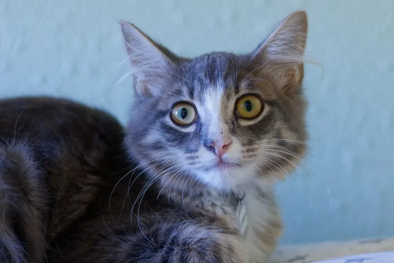 A baby medium-sized male Domestic Medium Hair cat named Larvey for adoption in Hot Springs, AR