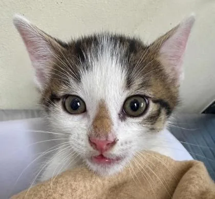 A baby small-sized male Domestic Short Hair cat named Daryll for adoption in Burlington, WA