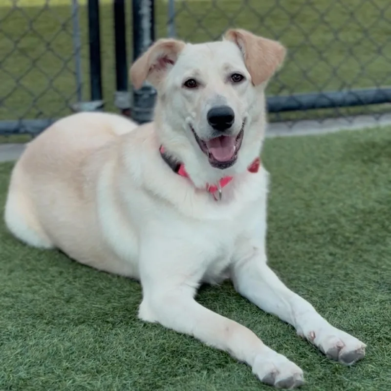A young medium-sized female Yellow / Tan / Blond / Fawn Yellow Labrador Retriever dog named Penny Lane A for adoption in Mission Hills, CA