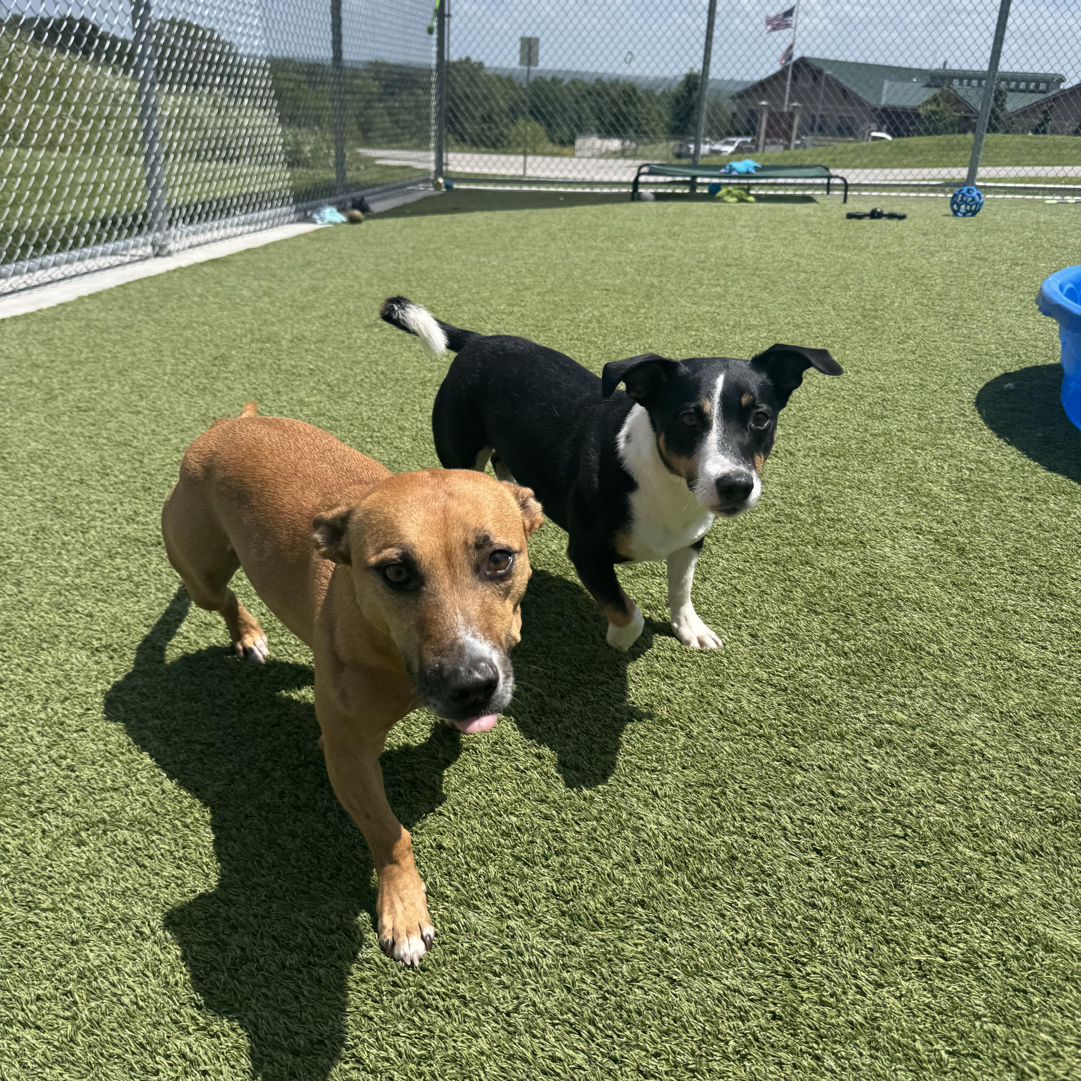 An adult small-sized male Tricolor (Brown, Black, & White) Dachshund dog named Tuffy for adoption in Liberty, MO