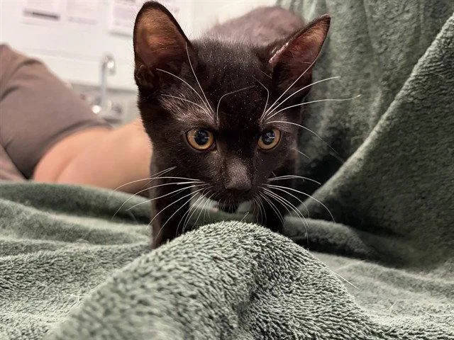 A baby small-sized male Black & White / Tuxedo Domestic Short Hair cat named Constitution for adoption in Tavares, FL