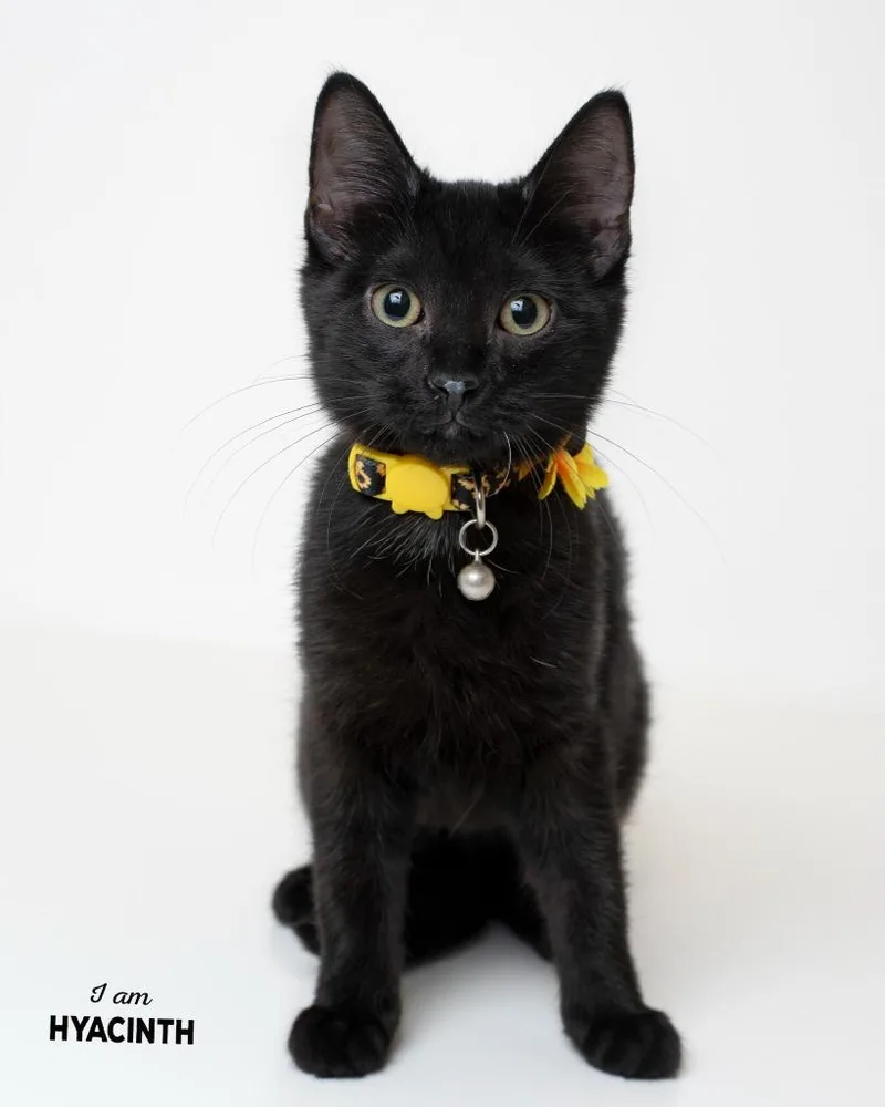 A baby small-sized female Domestic Short Hair cat named Hyacinth for adoption in Boone, IA