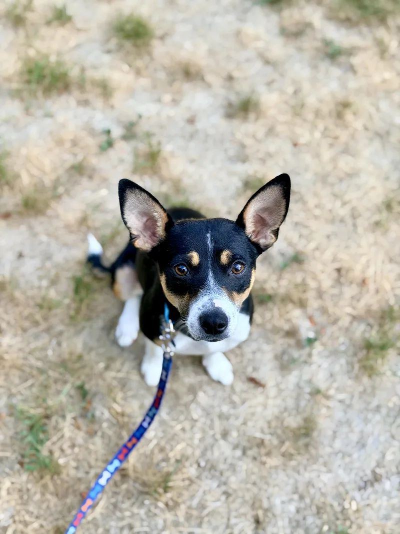 A young small-sized female Tricolor (Brown, Black, & White) Rat Terrier dog named Trixie for adoption in Boulder, CO