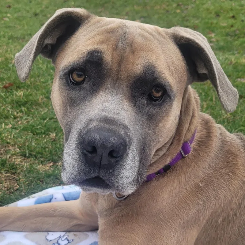 An adult large-sized male Yellow / Tan / Blond / Fawn Cane Corso dog named Murphy for adoption in Naperville, IL