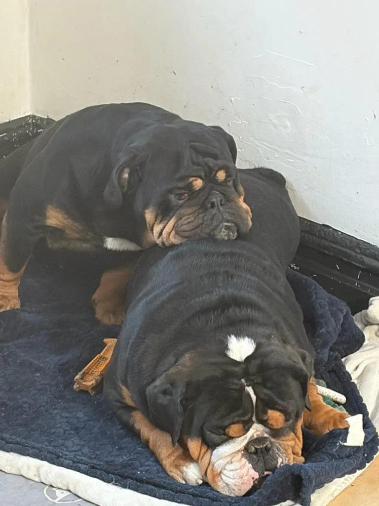 A young medium-sized female English Bulldog dog named Hiccup & Astrid for adoption in Belmar, NJ