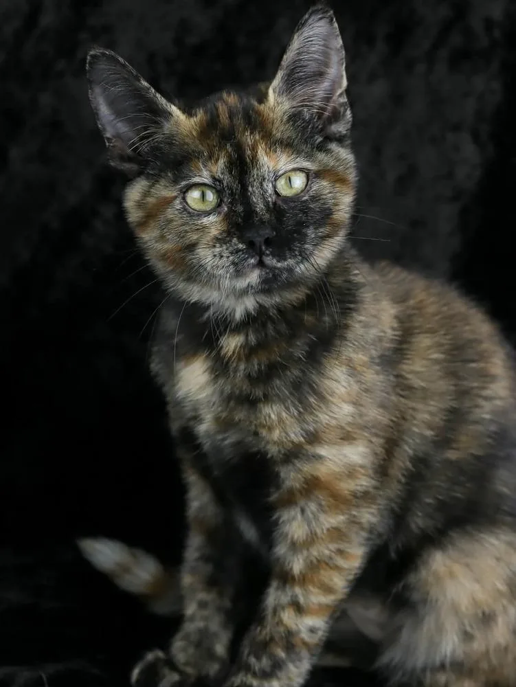 A baby small-sized female Domestic Short Hair cat named Sugar for adoption in Lewisburg, TN