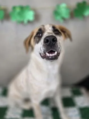 Cherry Pie thumbnail 2