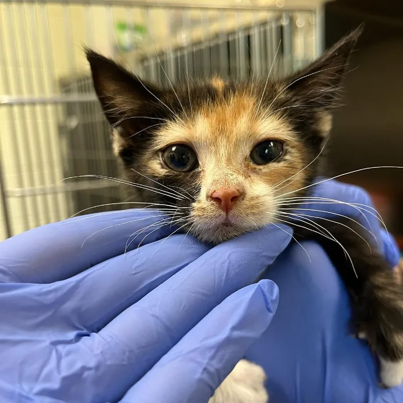 A baby small-sized female Tortoiseshell Domestic Short Hair cat named Kelly Pannek for adoption in Charlottesville, VA