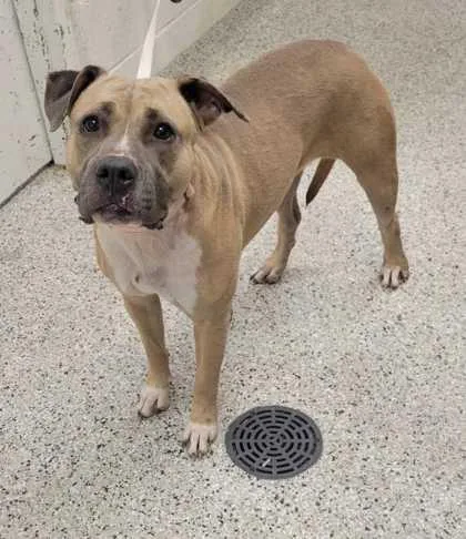 An adult large-sized female Yellow / Tan / Blond / Fawn Pit Bull Terrier dog named Trish for adoption in Kansas City, MO