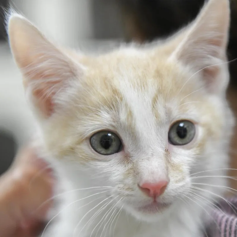 A baby small-sized male White Domestic Short Hair cat named Alexander for adoption in Redwood City, CA