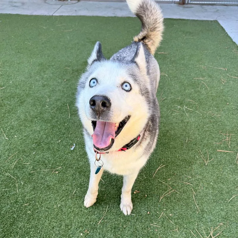 An adult large-sized female Sable Mixed Breed dog named Ziva for adoption in Truckee, CA