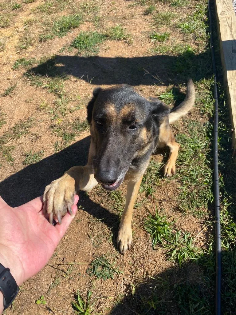 A young large-sized female German Shepherd Dog dog named Sydney for adoption in Cartersville , GA