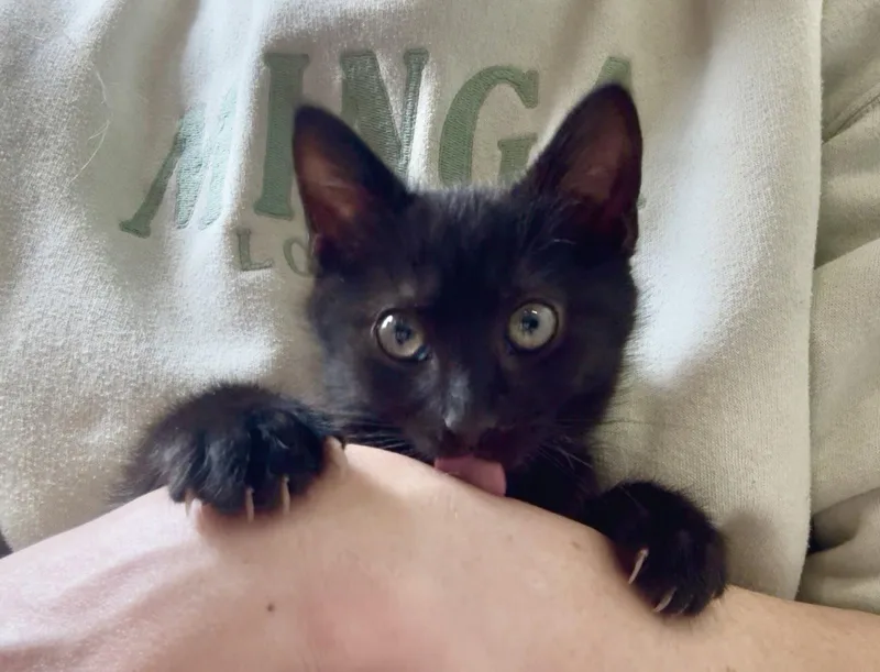 A baby medium-sized female Black Domestic Short Hair cat named Sapphire for adoption in Herndon, VA