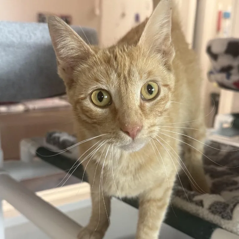 An adult medium-sized female Buff / Tan / Fawn Domestic Short Hair cat named Cloud for adoption in Lakewood, CO