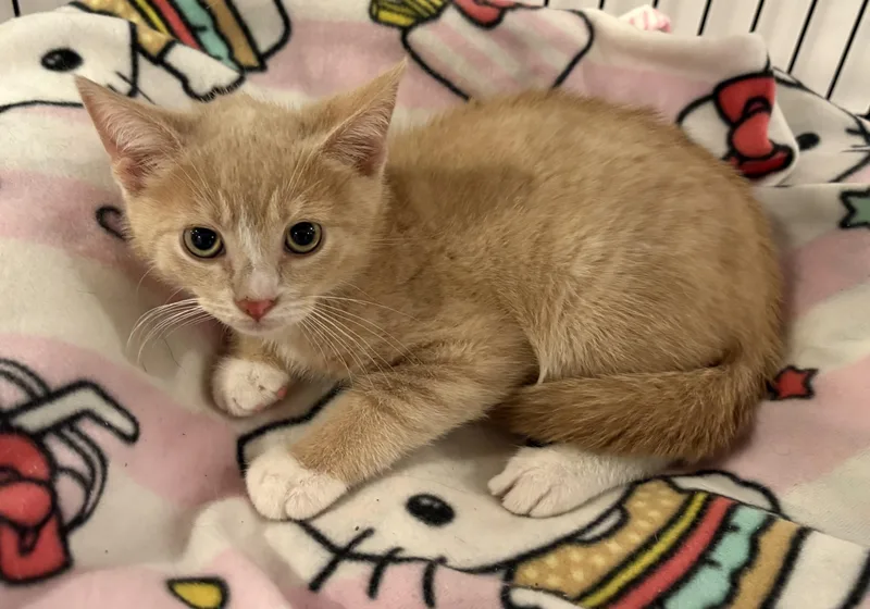 A baby small-sized male Orange & White Tabby cat named Chex for adoption in Seaford, NY