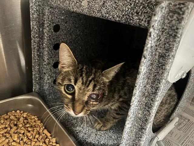 A young large-sized female Domestic Short Hair cat named Dory for adoption in Garland, TX