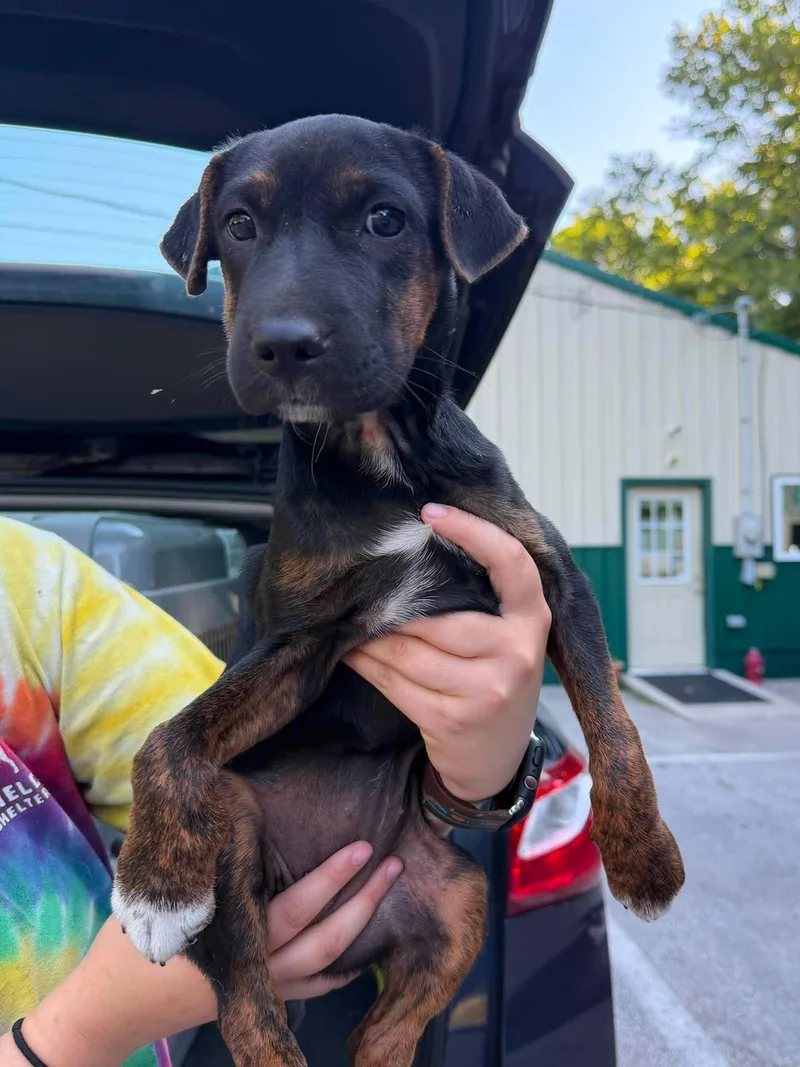 A baby medium-sized female Brindle Mixed Breed dog named Suki for adoption in Leitchfield, KY