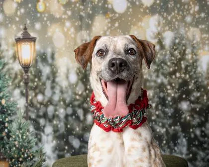 An adult medium-sized female Mixed Breed dog named Ria for adoption in Kingwood, TX