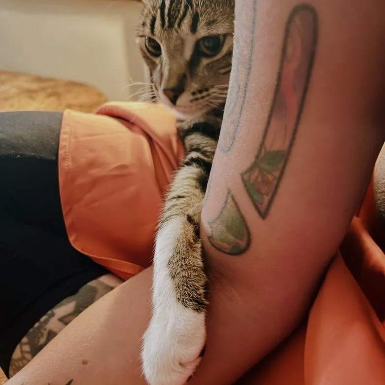 An adult large-sized male Gray / Blue / Silver Bengal cat named Ruby  Home To for adoption in South Elgin, IL