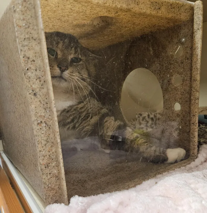 An adult medium-sized male Domestic Short Hair cat named Working Cat: Cheeky Traveler for adoption in Bloomington, IN