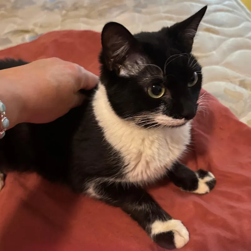 A young medium-sized male Black Domestic Short Hair cat named Domino for adoption in Austin, TX