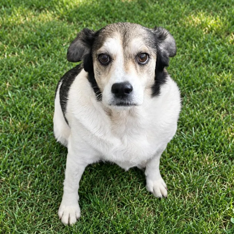A senior medium-sized female White / Cream Mixed Breed dog named Sora for adoption in Corpus Christi, TX