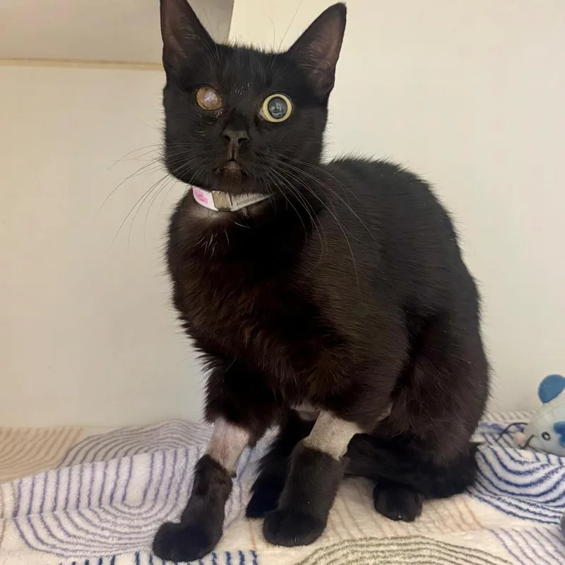 An adult medium-sized female Black Domestic Short Hair cat named Magic for adoption in Hawthorne, CA