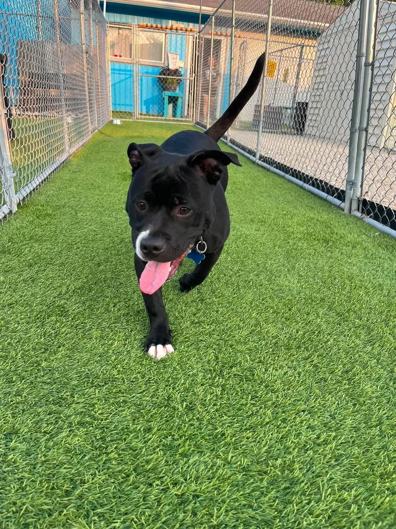 A young medium-sized male Black American Staffordshire Terrier dog named Tank for adoption in Cedar Rapids, IA