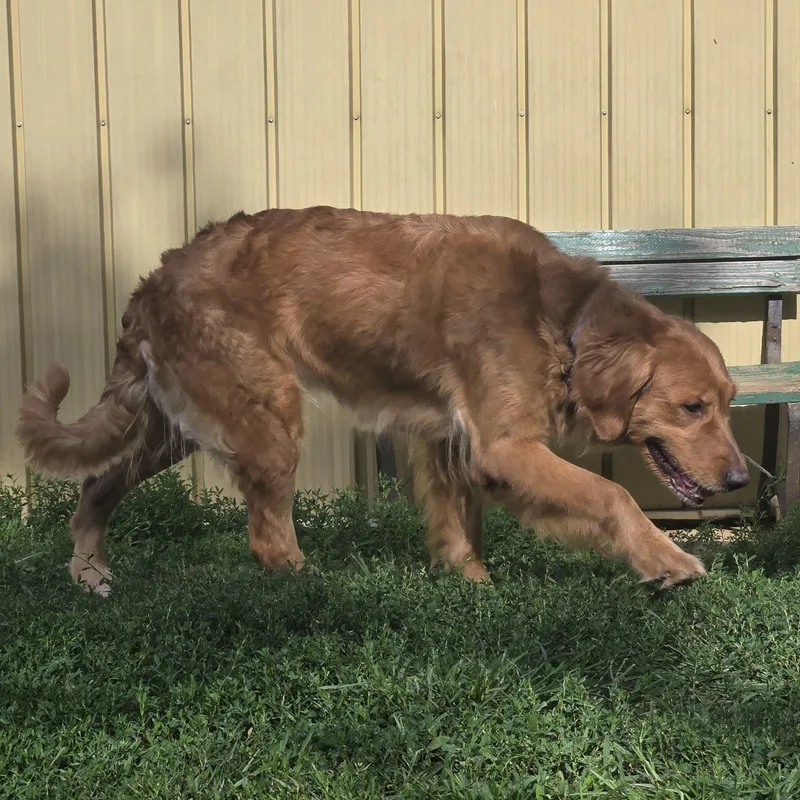 An adult medium-sized female Red / Chestnut / Orange Golden Retriever dog named Bailey for adoption in Keokuk, IA