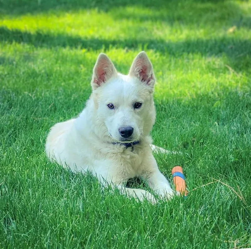 An adult medium-sized male Australian Cattle Dog / Blue Heeler dog named Hoodoo for adoption in Spokane , WA